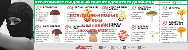 Псилоцибиновые грибы мицелий Анива